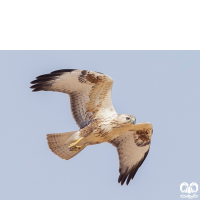 گونه سارگپه پا بلند Long-legged Buzzard